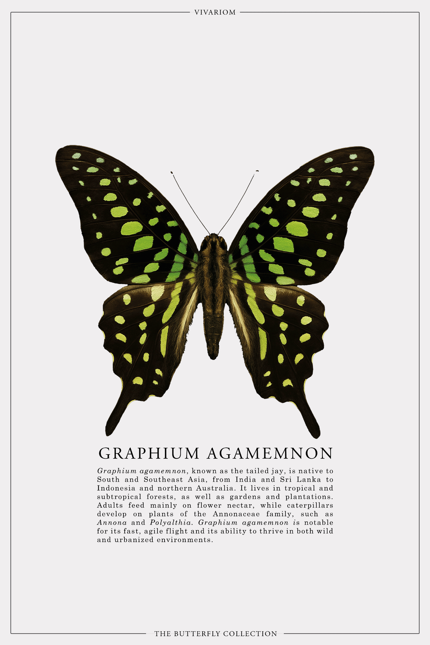 GRAPHIUM AGAMEMNON