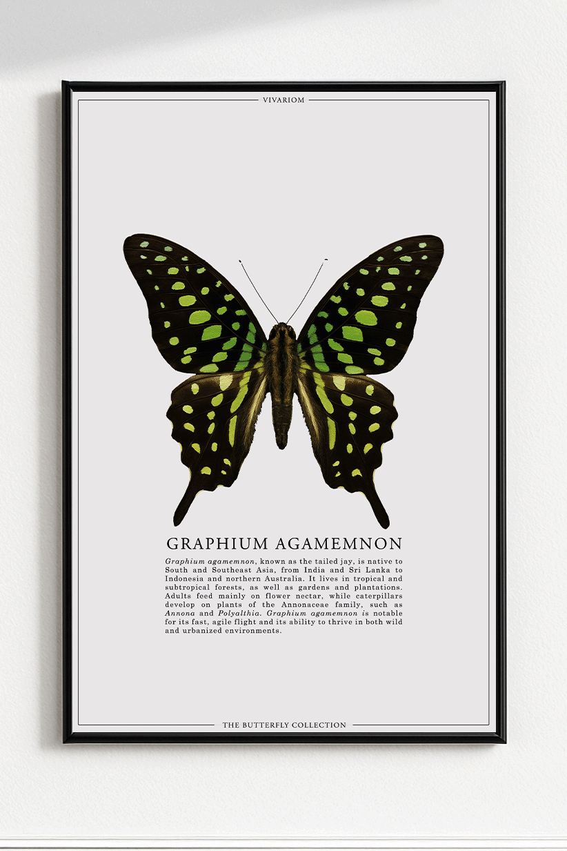 GRAPHIUM AGAMEMNON
