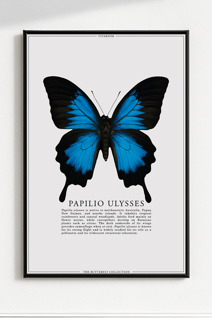 PAPILIO ULYSSES