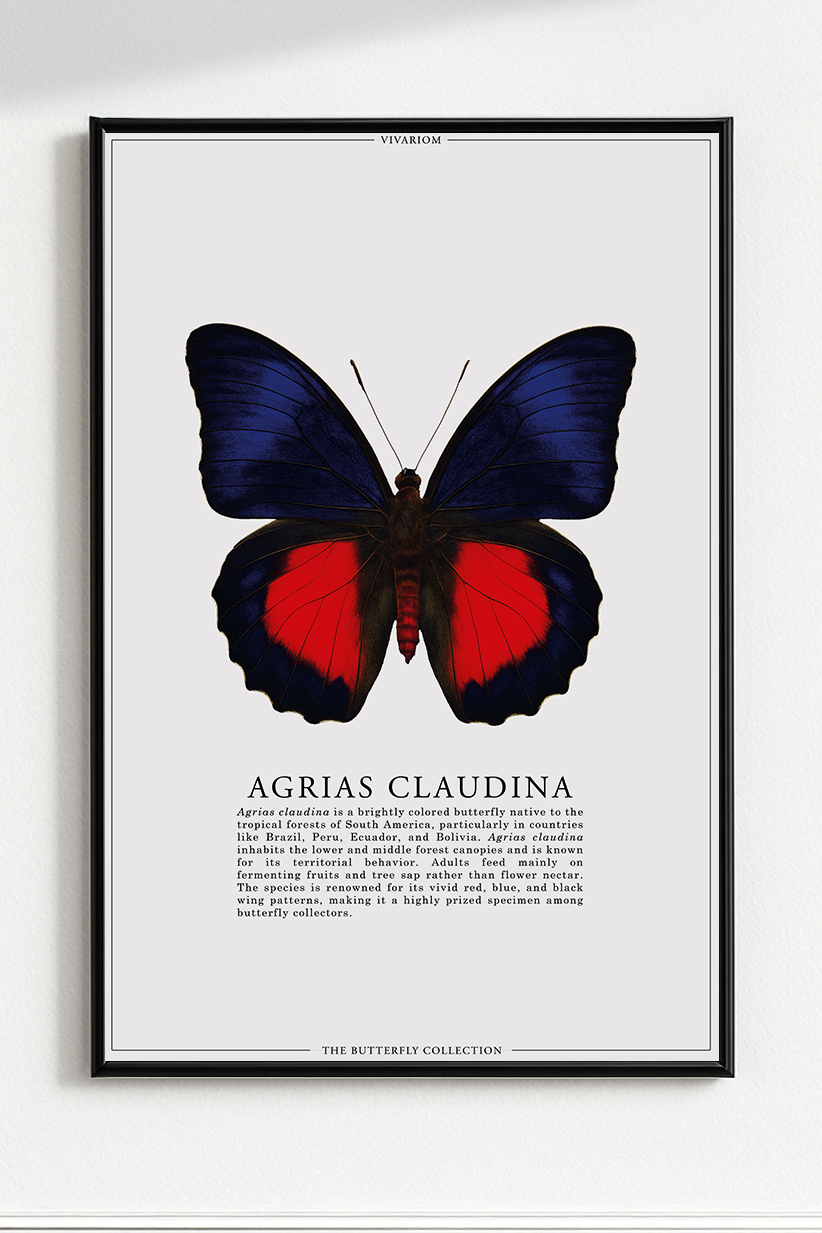 AGRIAS CLAUDINA