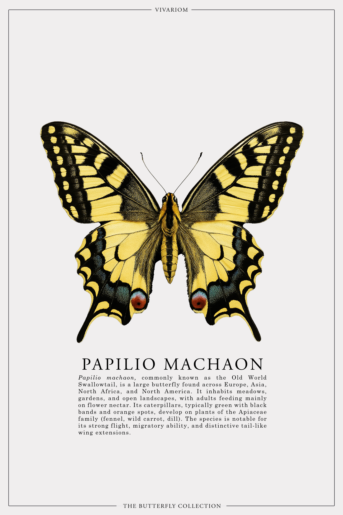 PAPILIO MACHAON