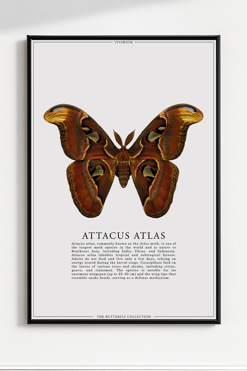 ATTACUS ATLAS