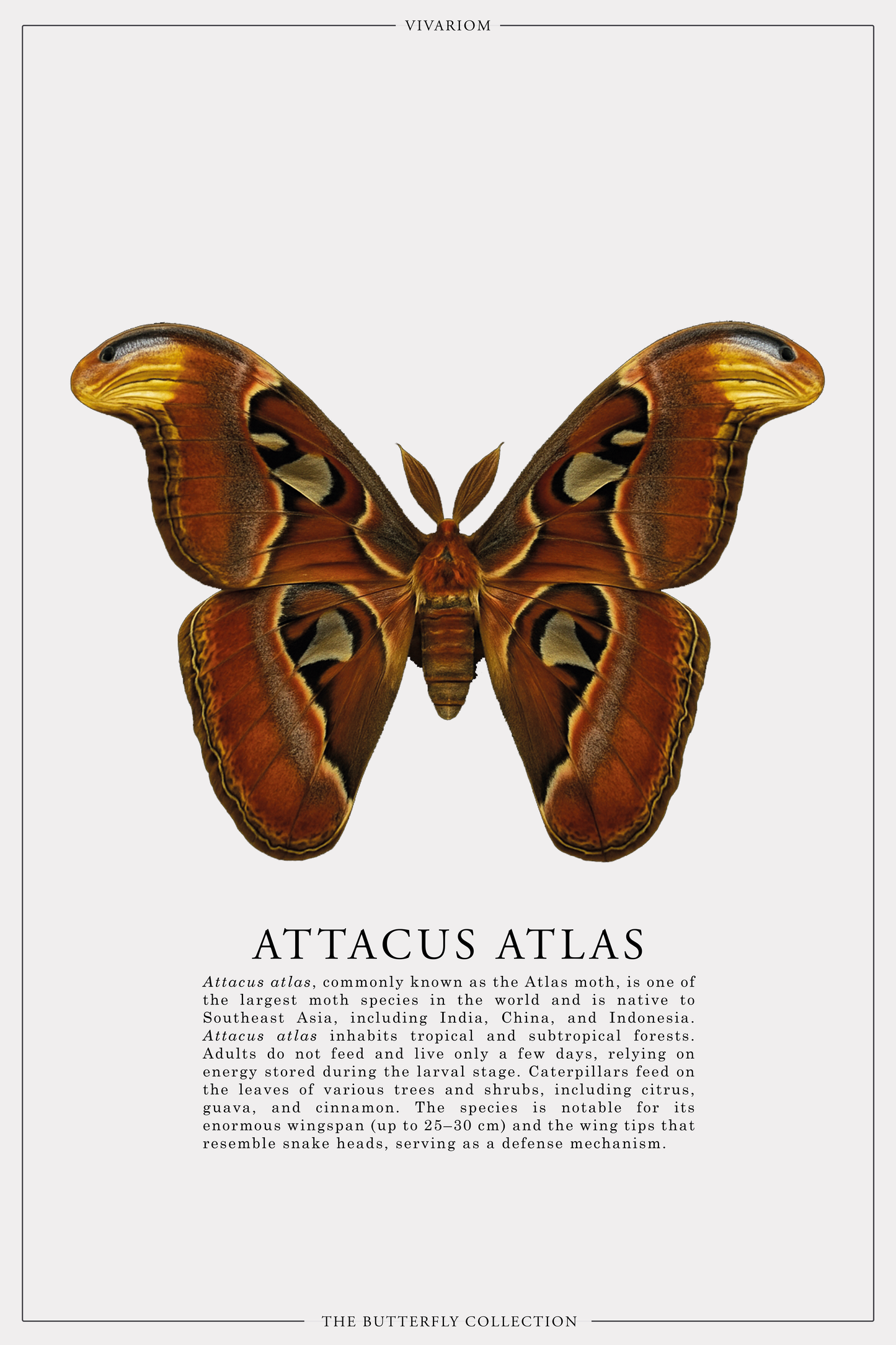 ATTACUS ATLAS