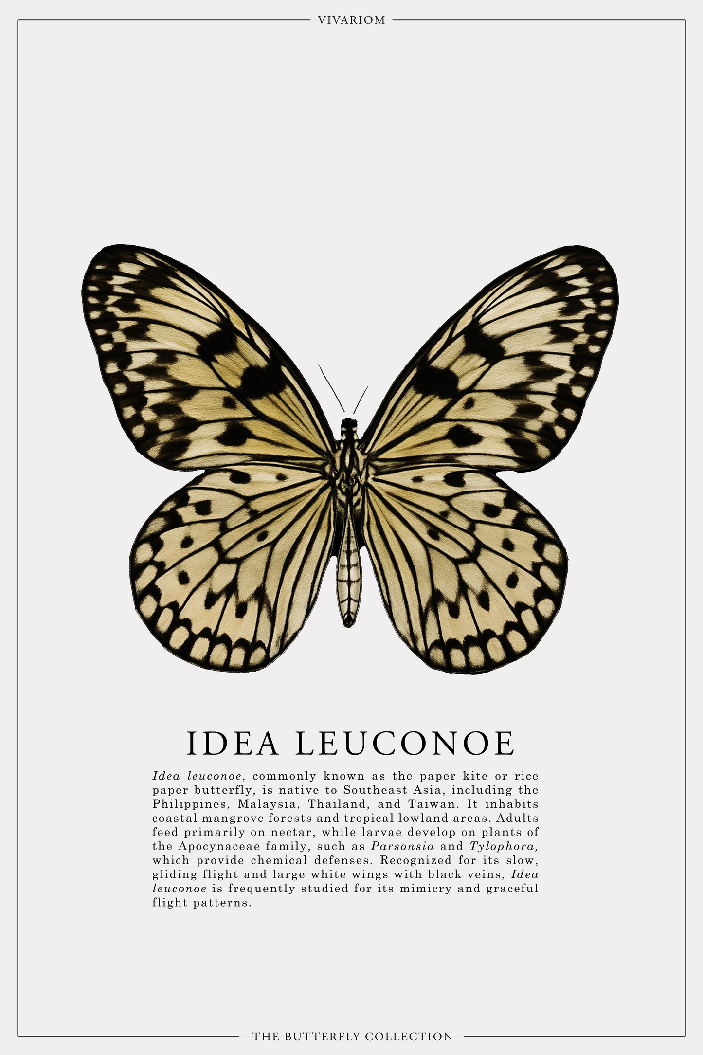 IDEA LEUCONOE