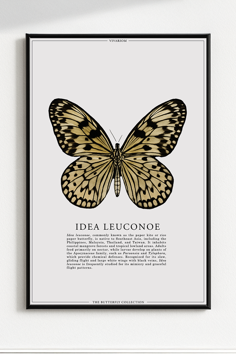 IDEA LEUCONOE