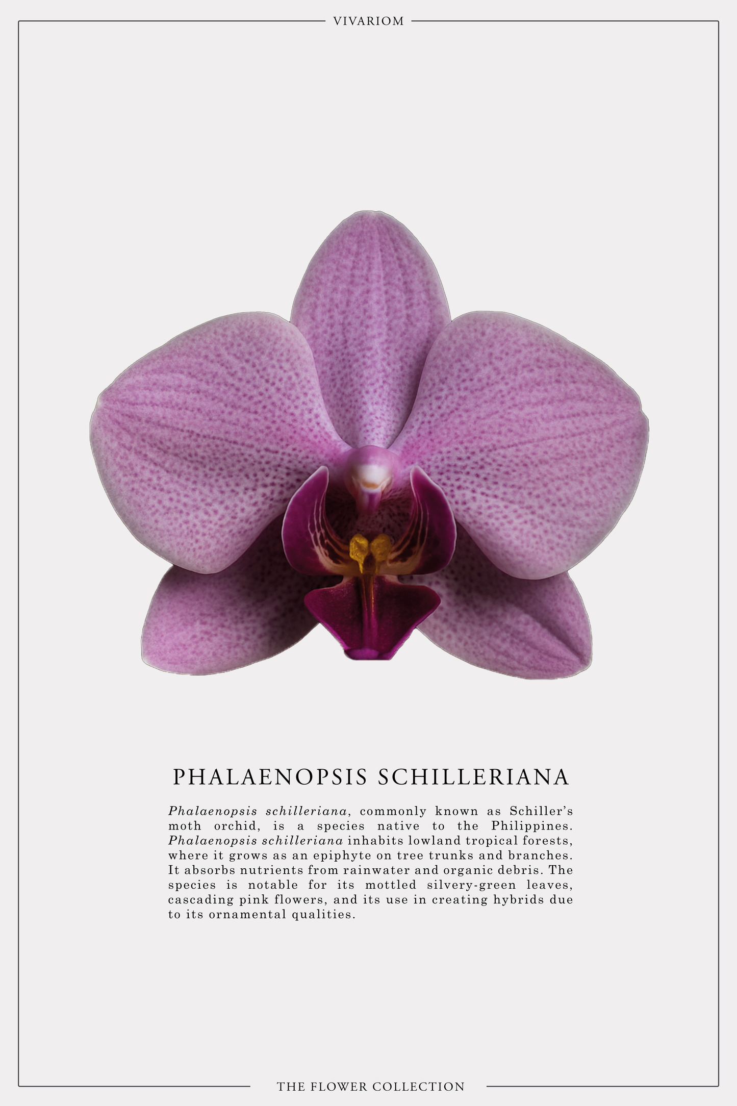 PHALAENOPSIS SCHILLERIANA