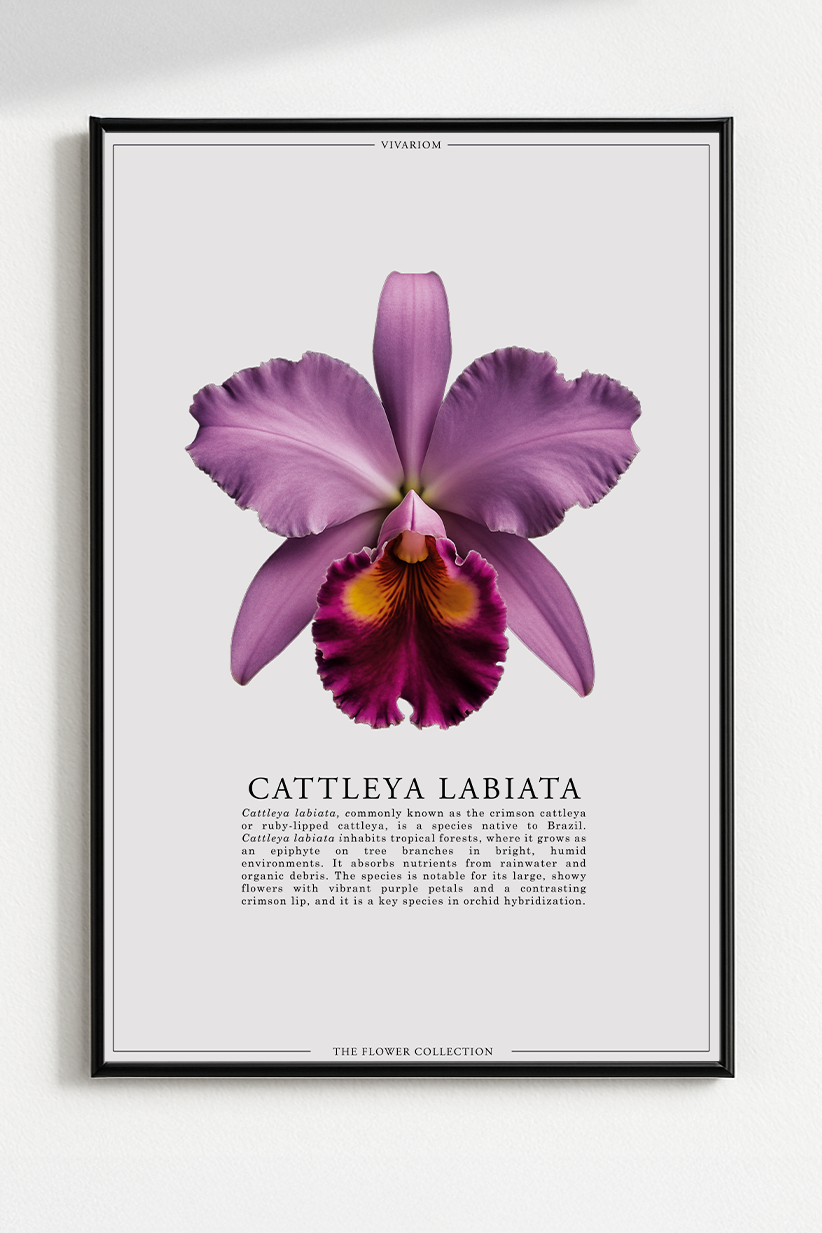 CATTLEYA LABIATA