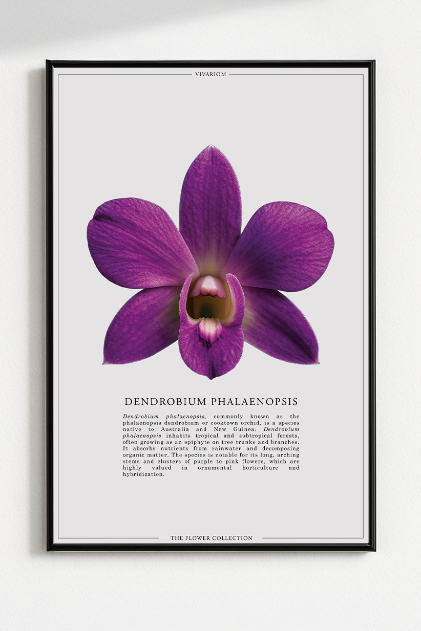 DENDROBIUM PHALAENOPSIS