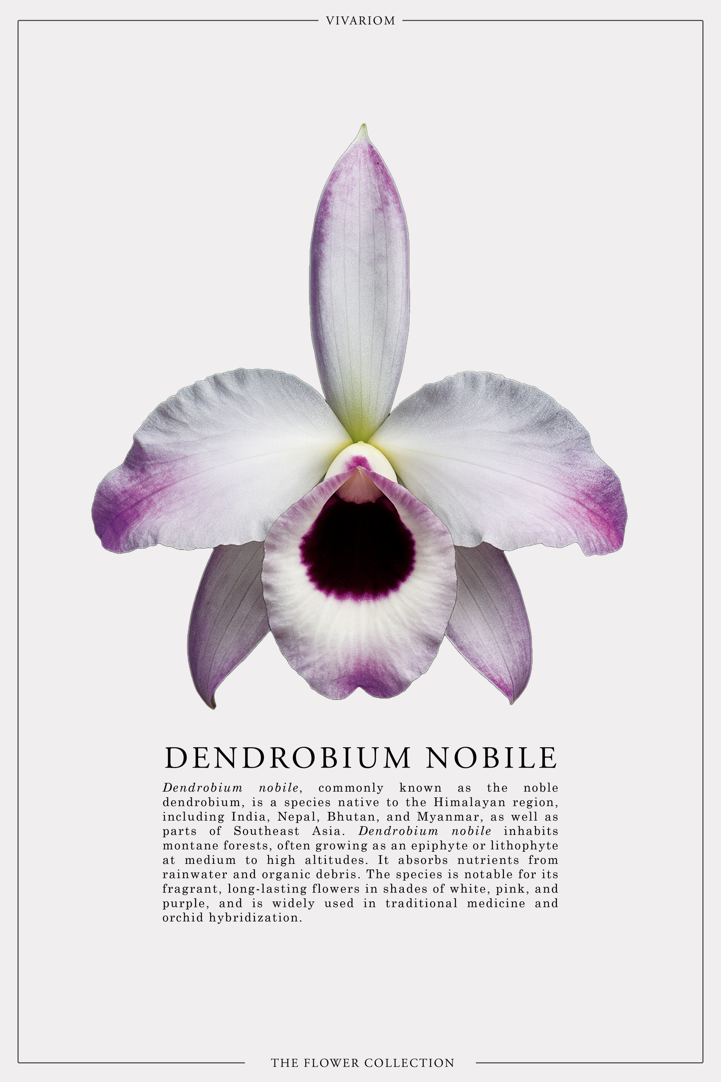 DENDROBIUM NOBILE