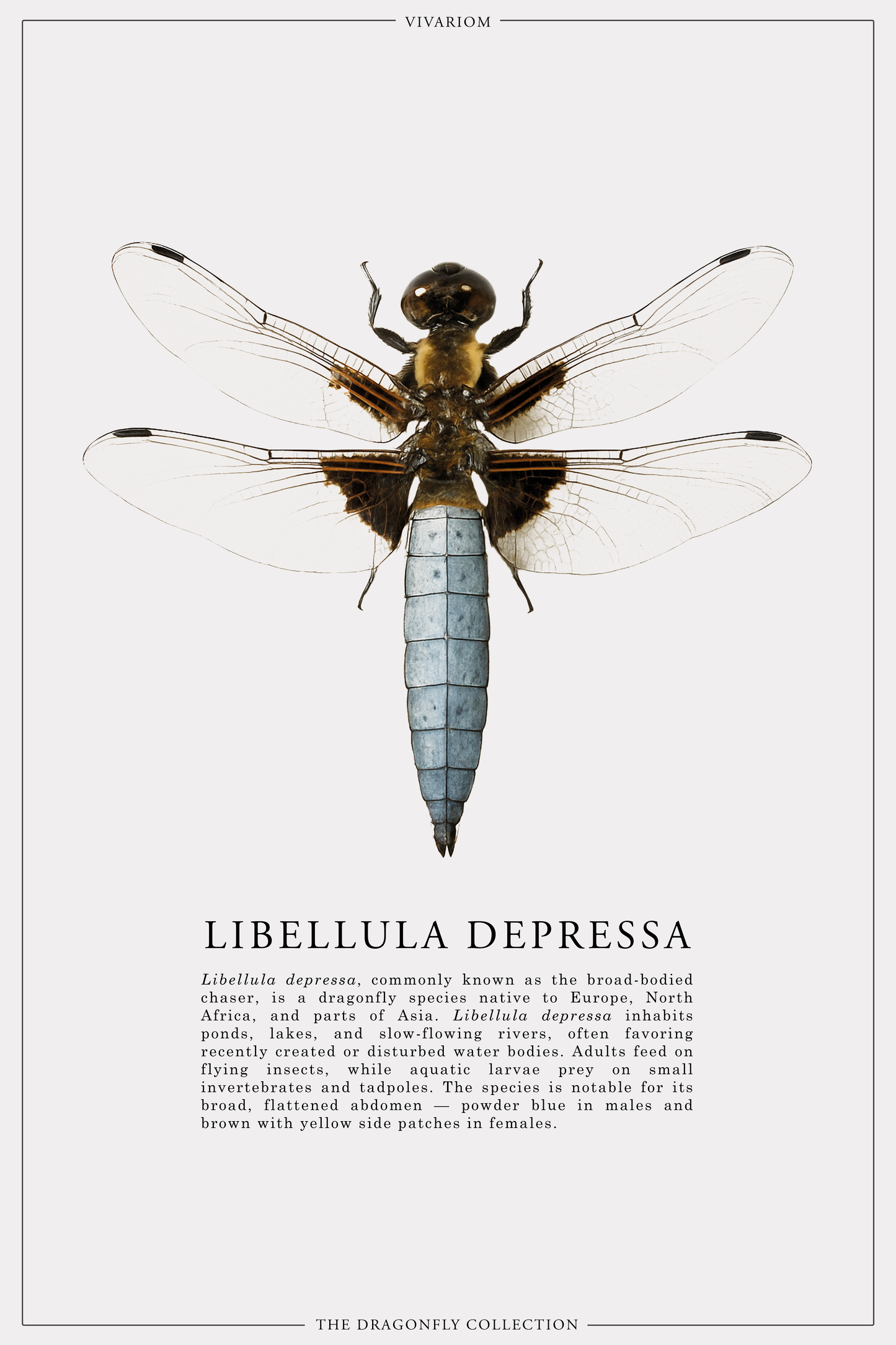 LIBELLULA DEPRESSA