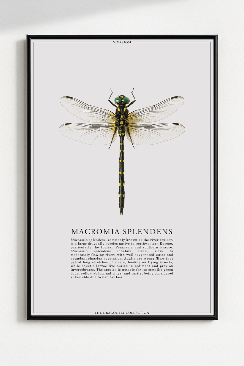 MACROMIA SPLENDENS