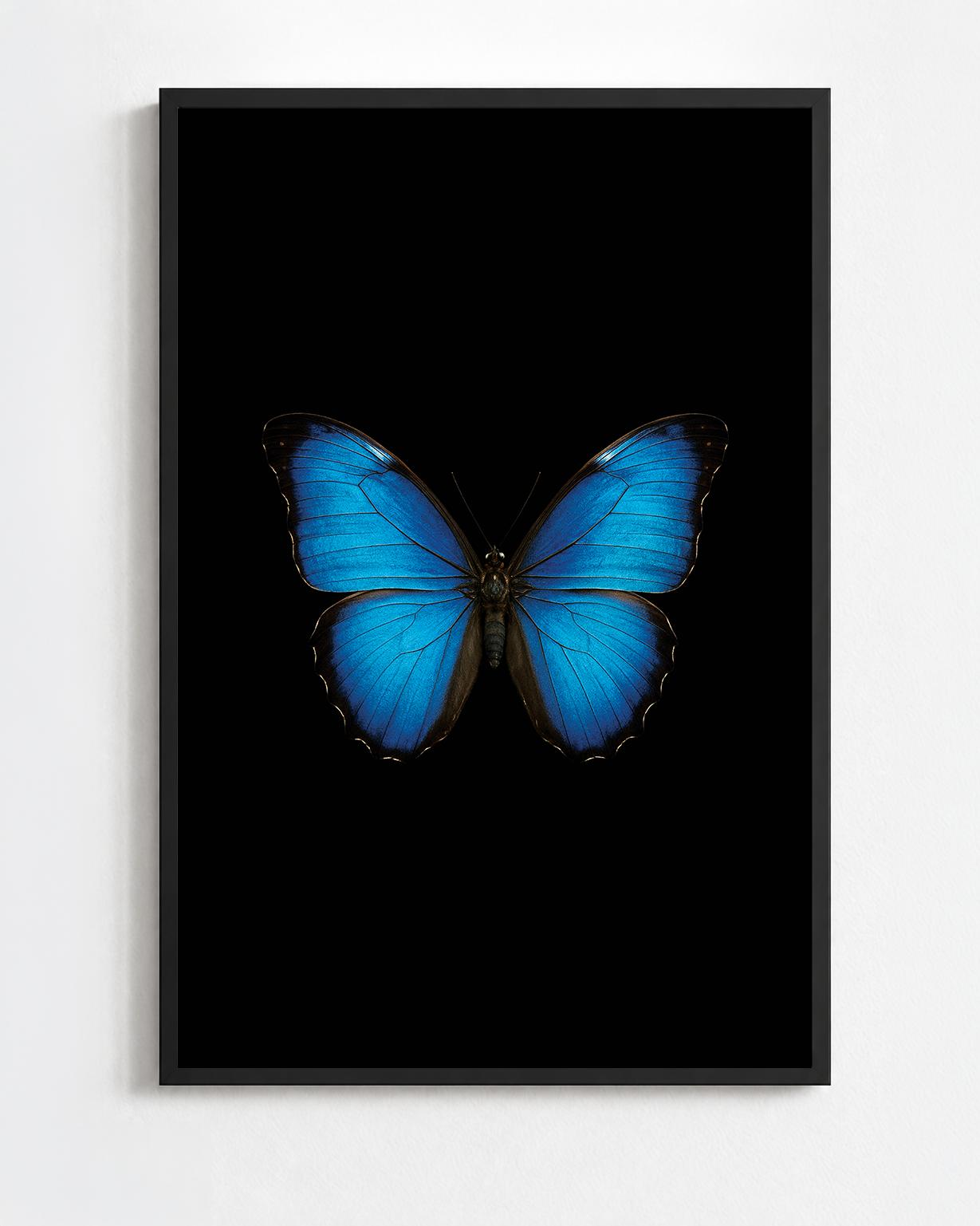 MORPHO MENELAUS