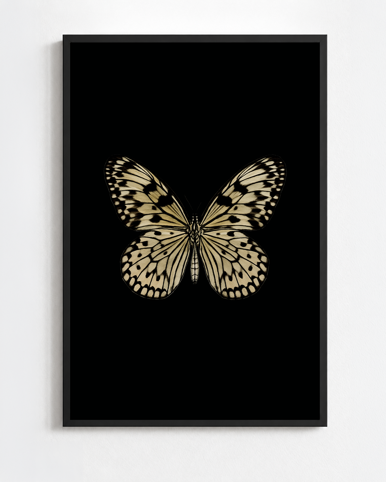 IDEA LEUCONOE