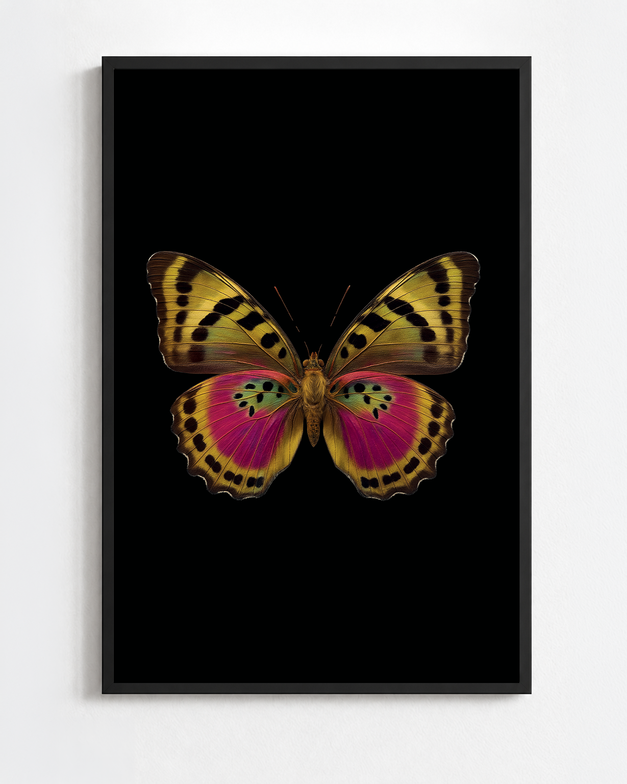 EUPHAEDRA XYPETE
