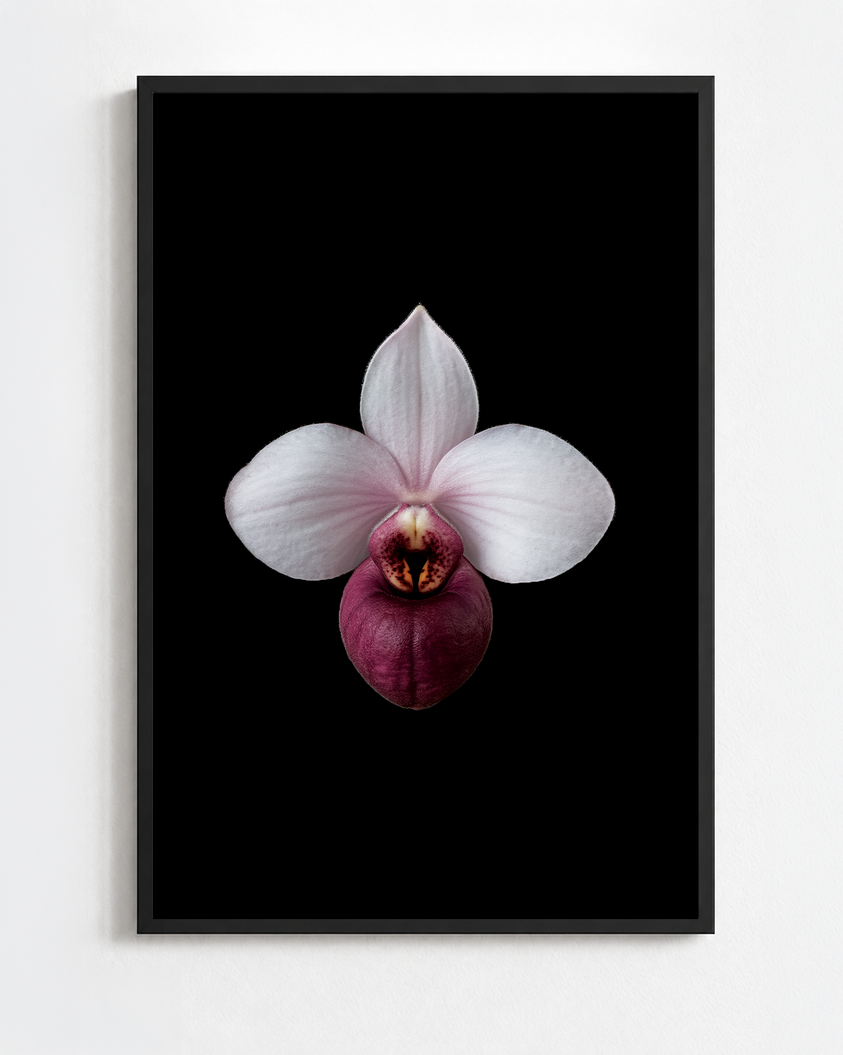 PAPHIOPEDILUM DELENATII