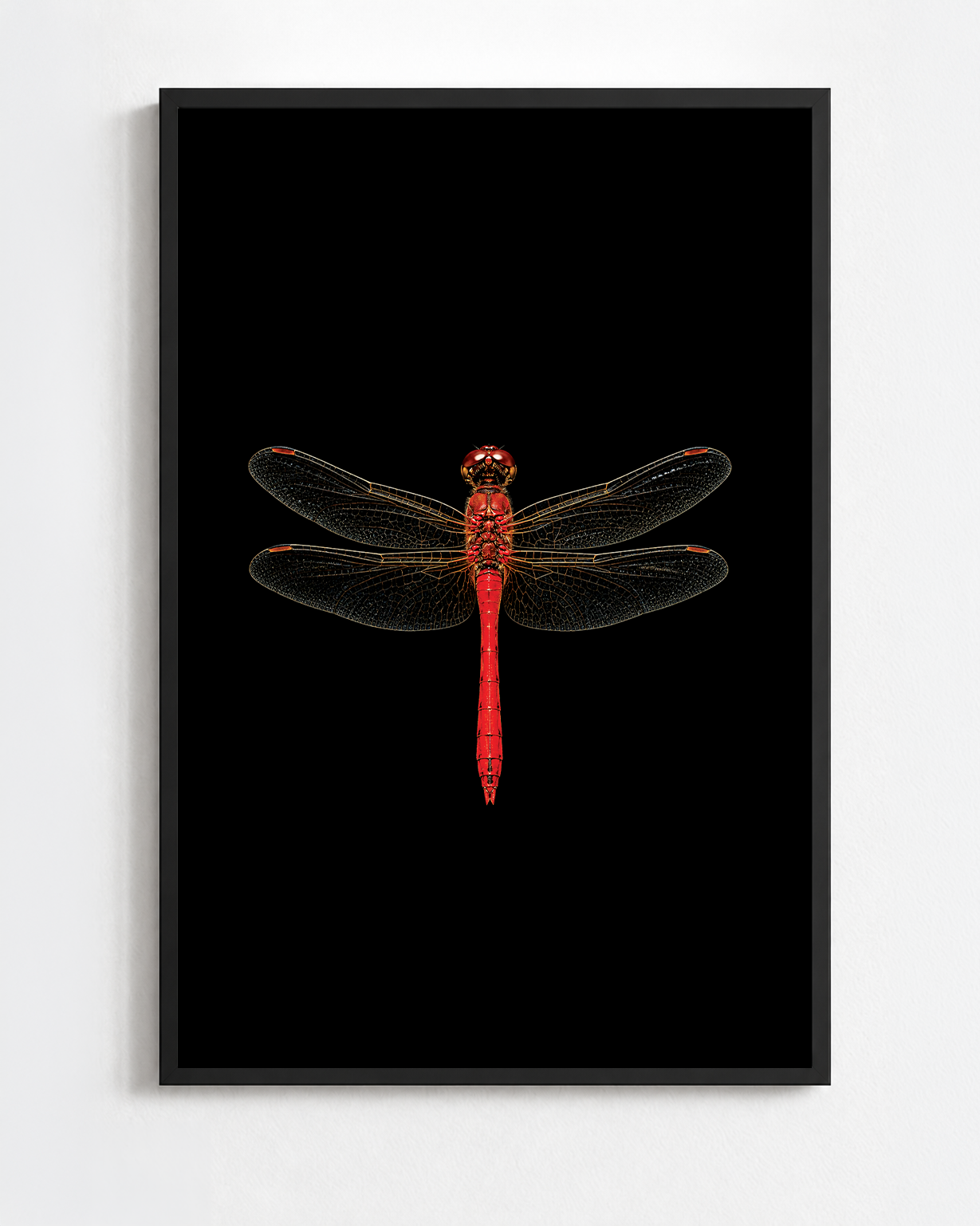 SYMPETRUM SANGUINEUM