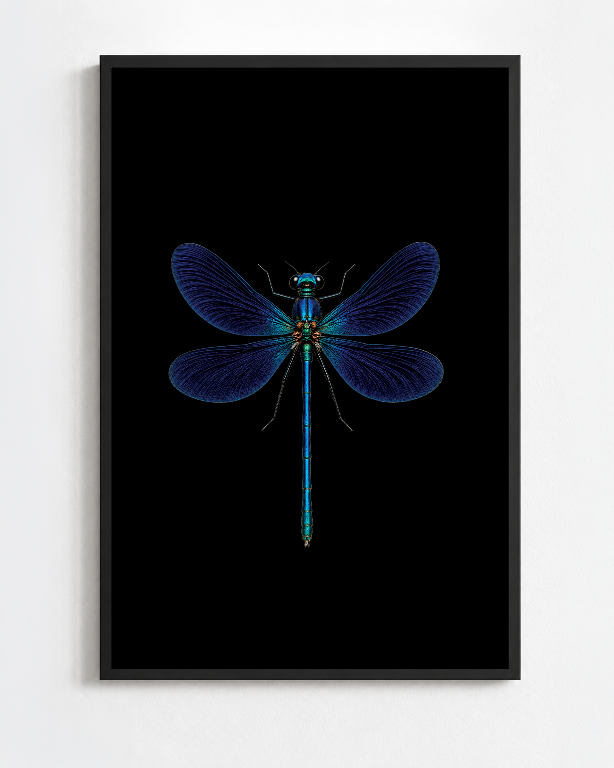 CALOPTERYX VIRGO