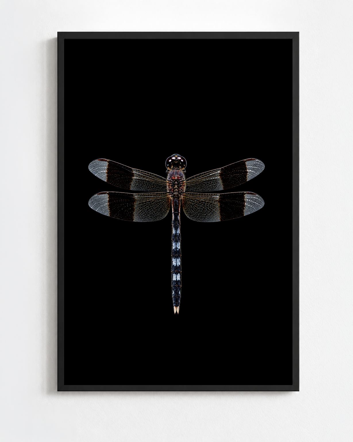 ERYTHRODIPLAX UMBRATA