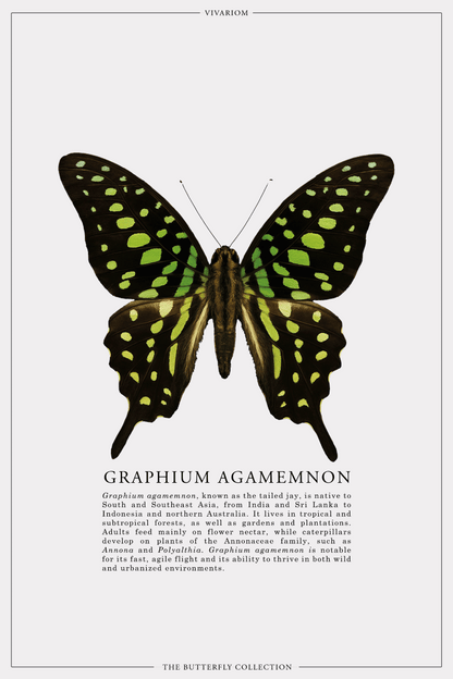 GRAPHIUM AGAMEMNON