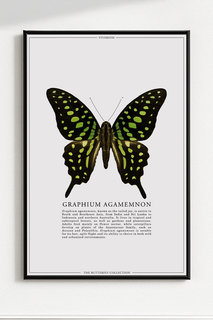 GRAPHIUM AGAMEMNON