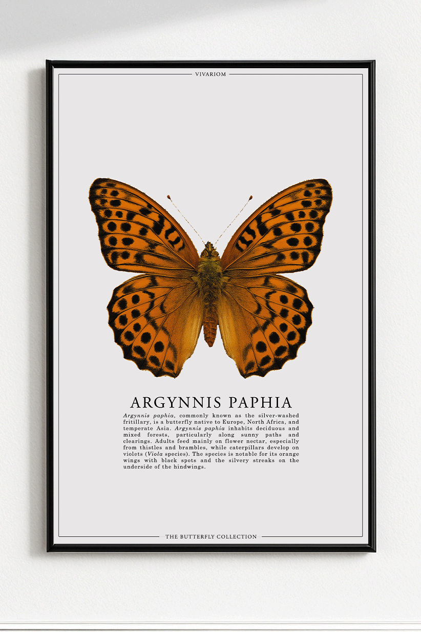 ARGYNNIS PAPHIA