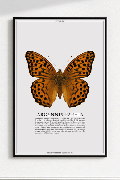 ARGYNNIS PAPHIA
