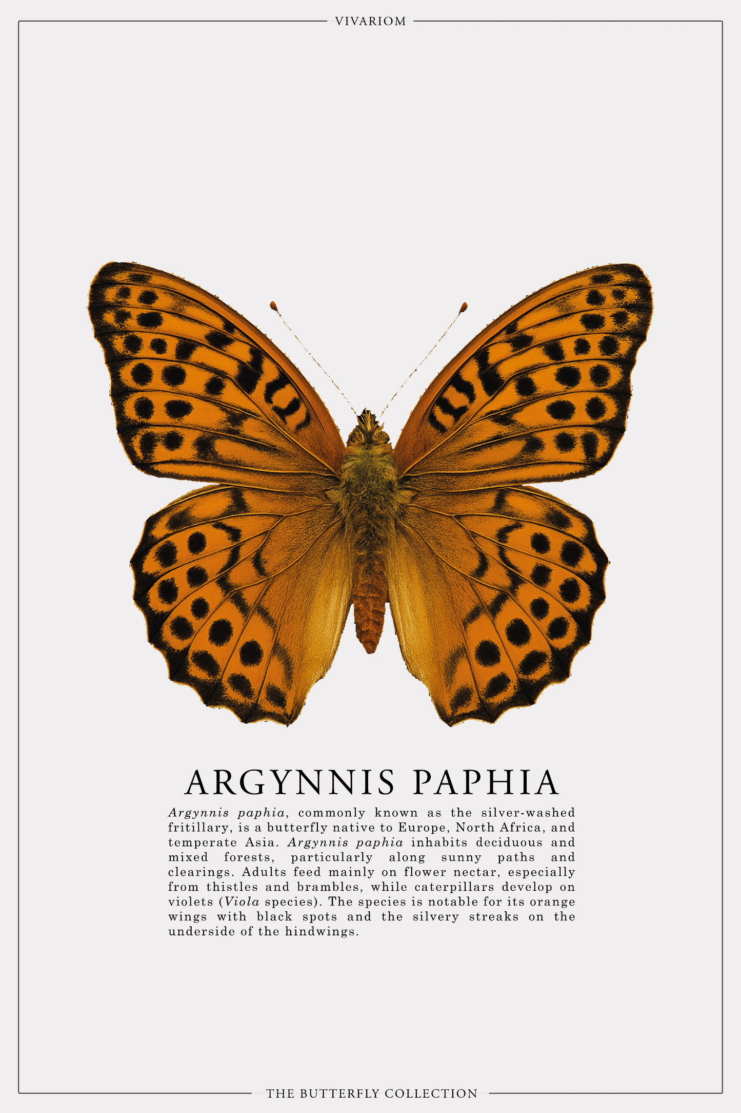 ARGYNNIS PAPHIA