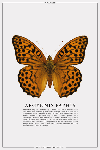 ARGYNNIS PAPHIA