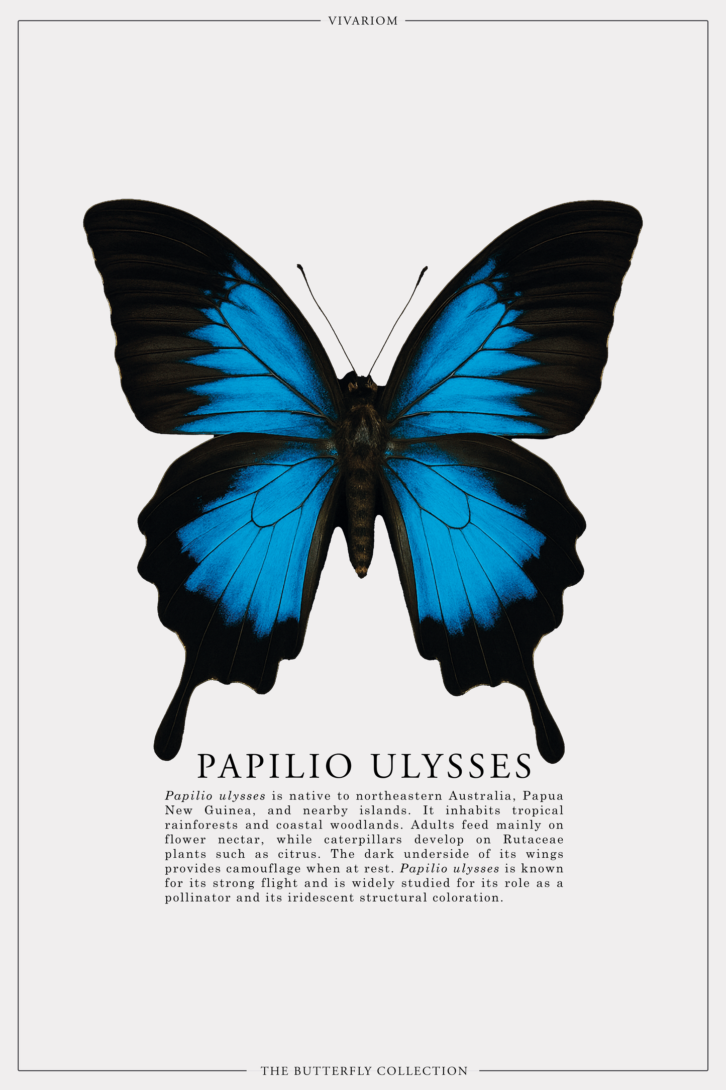 PAPILIO ULYSSES