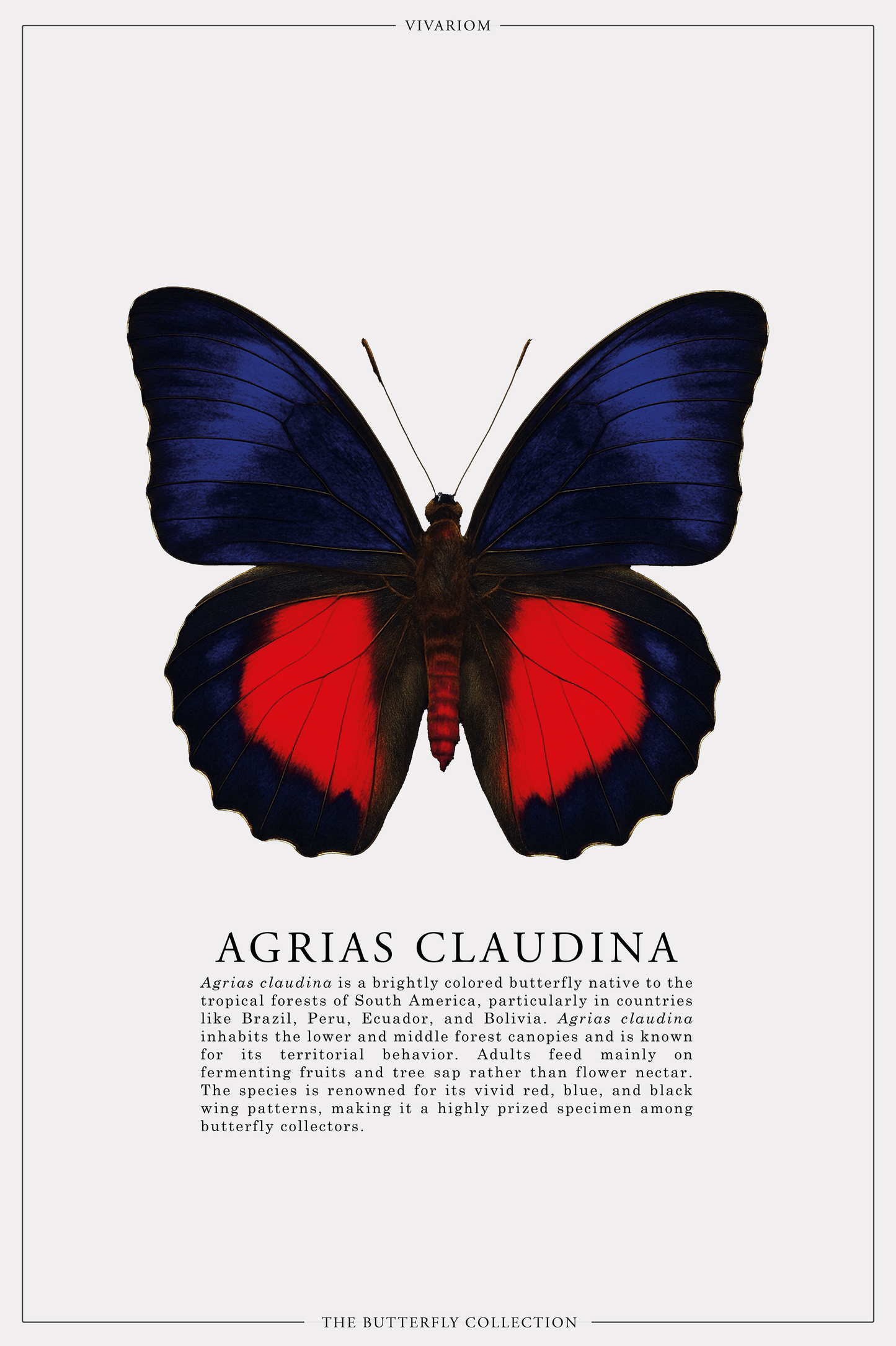 AGRIAS CLAUDINA