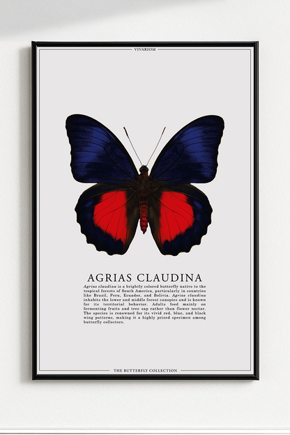 AGRIAS CLAUDINA
