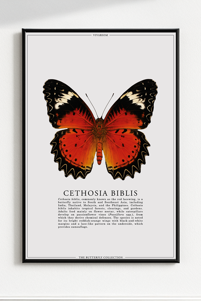 CETHOSIA BIBLIS