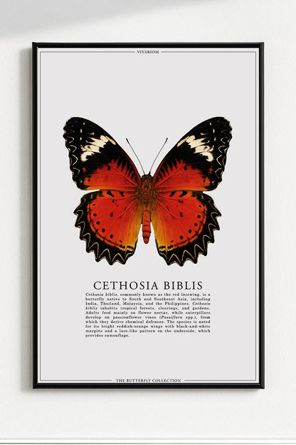 CETHOSIA BIBLIS