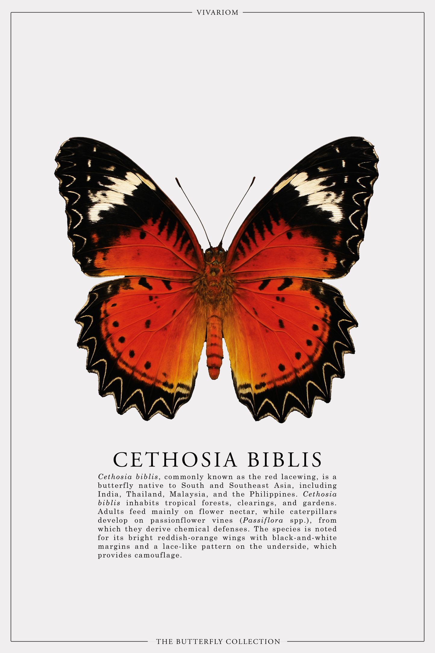 CETHOSIA BIBLIS