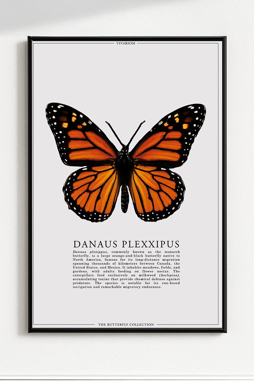 DANAUS PLEXXIPUS