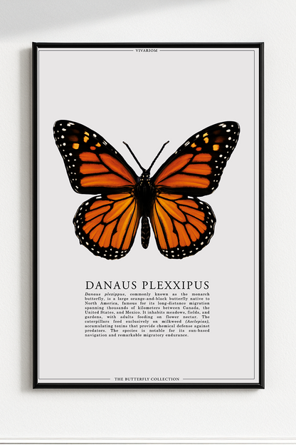 DANAUS PLEXXIPUS
