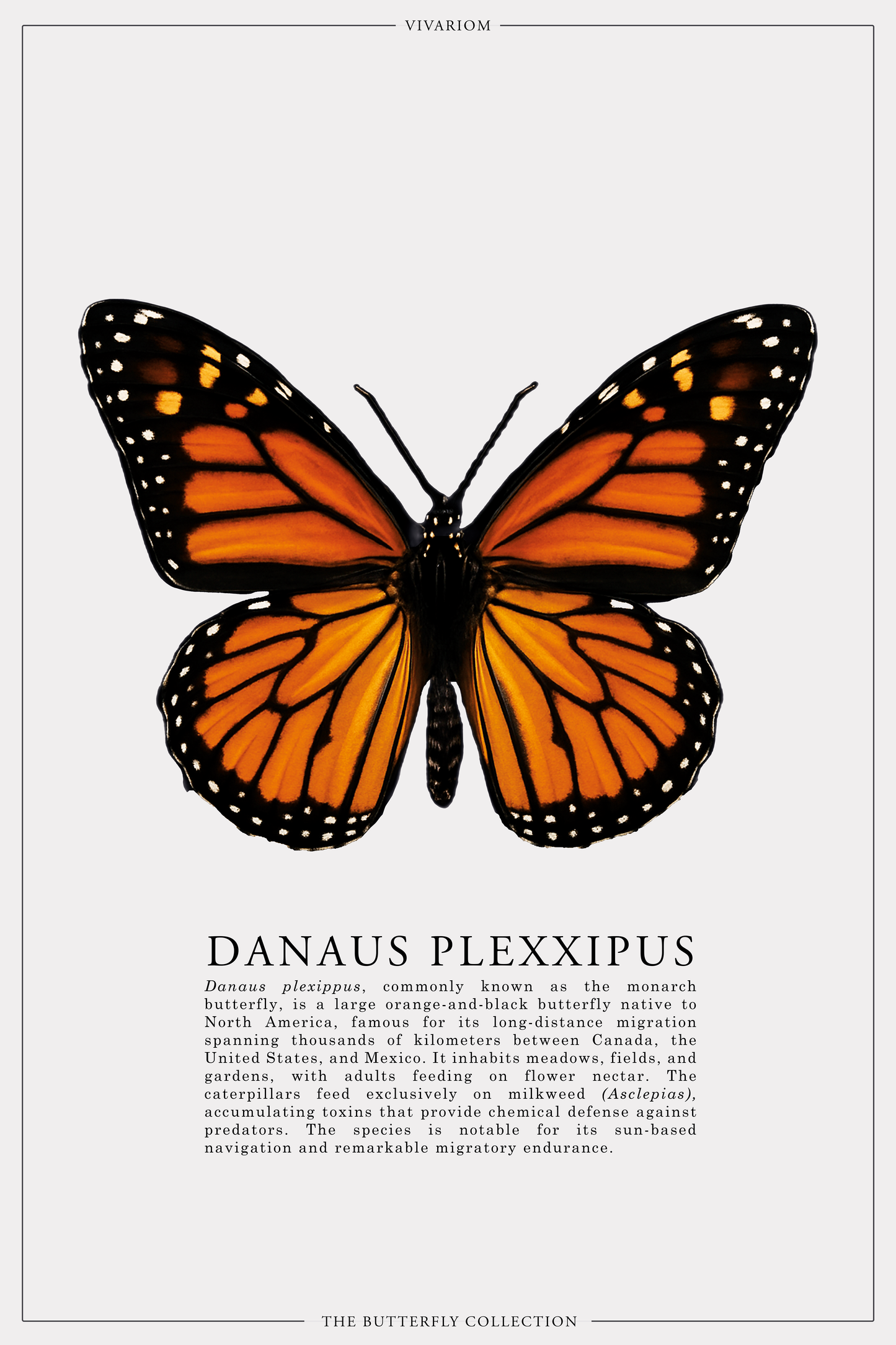 DANAUS PLEXXIPUS