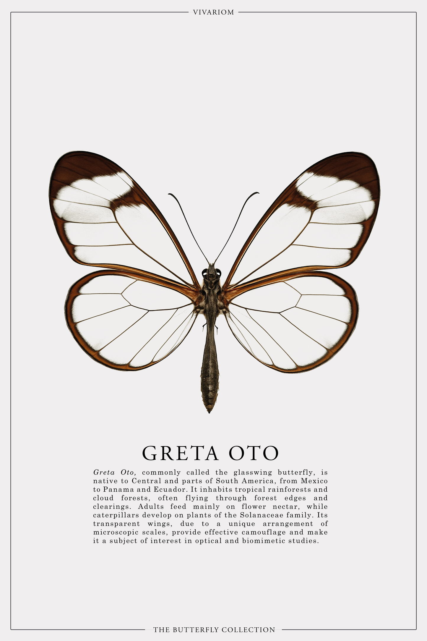 GRETA OTO