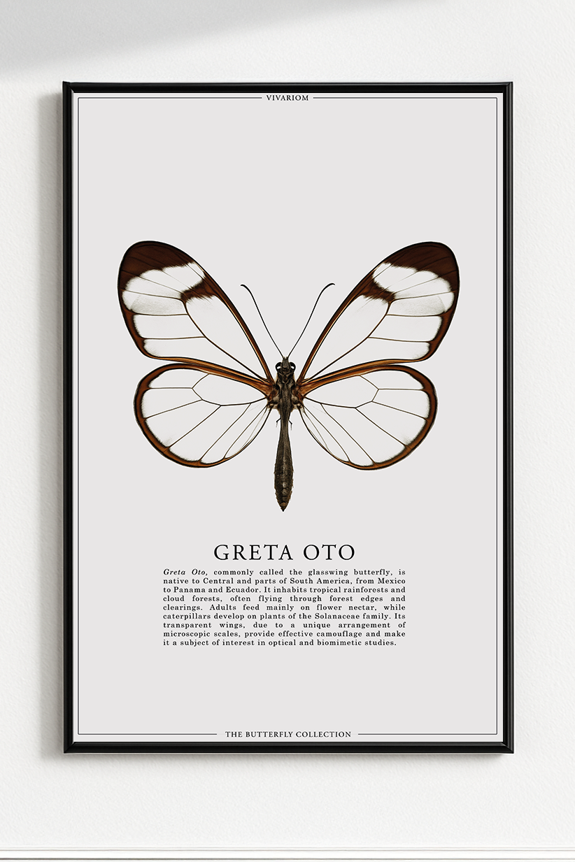 GRETA OTO