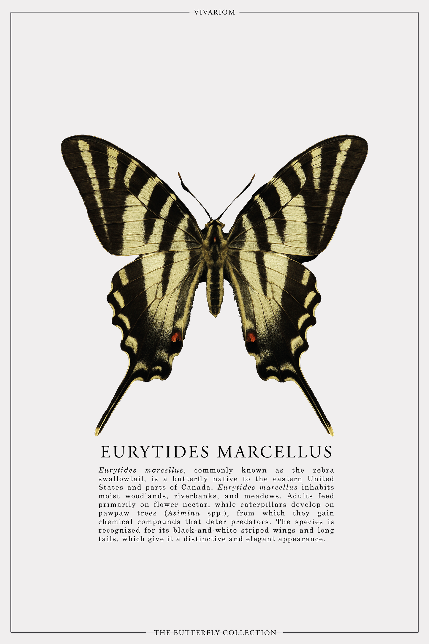 EURYTIDES MARCELLUS