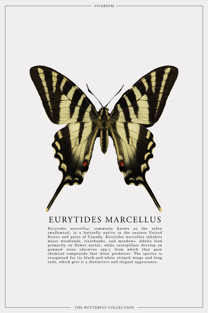 EURYTIDES MARCELLUS