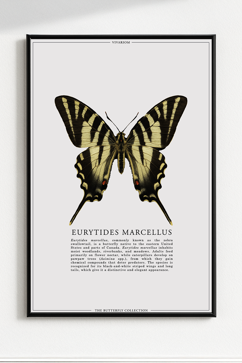 EURYTIDES MARCELLUS