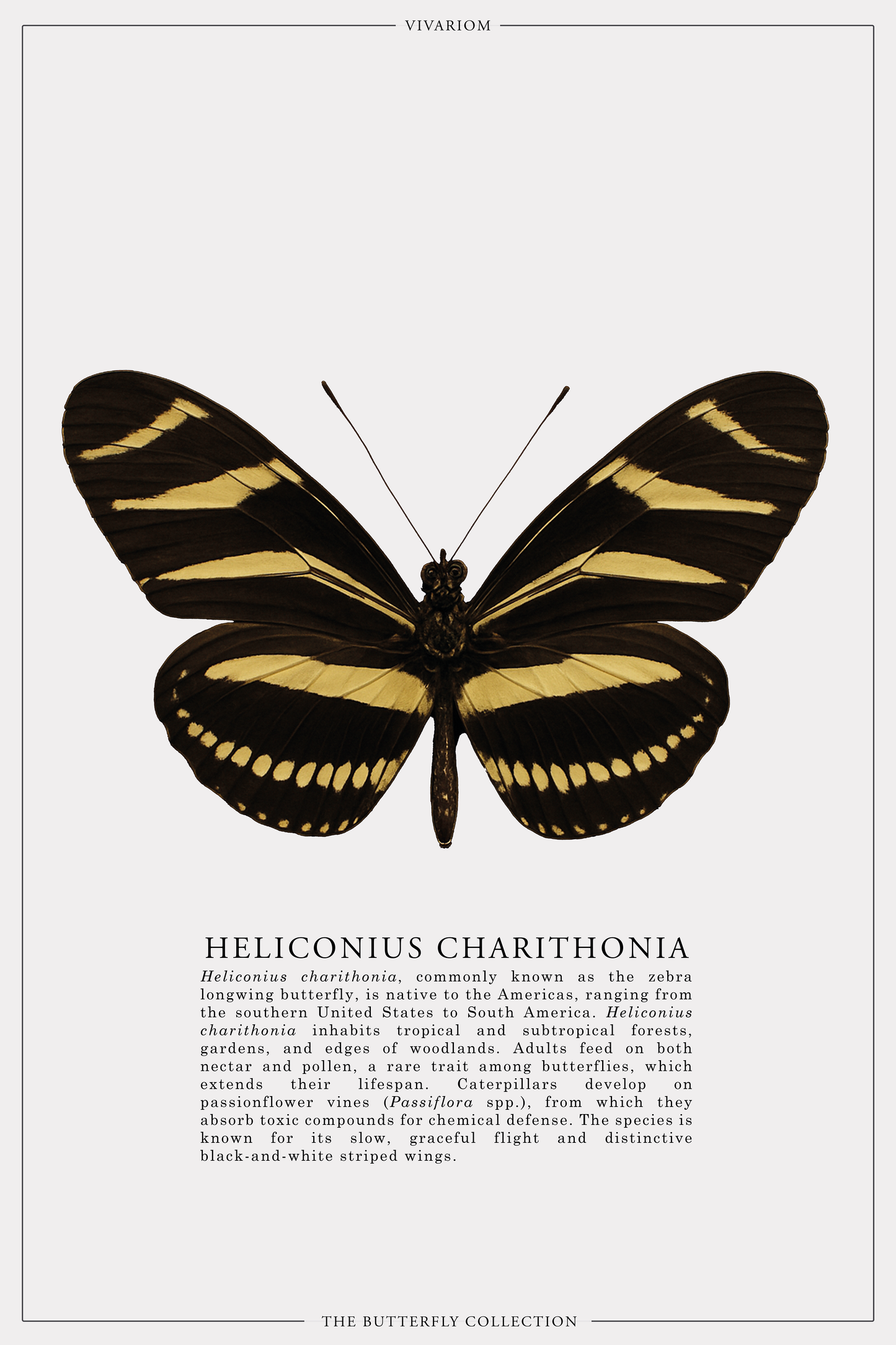 HELICONIUS CHARITONIA