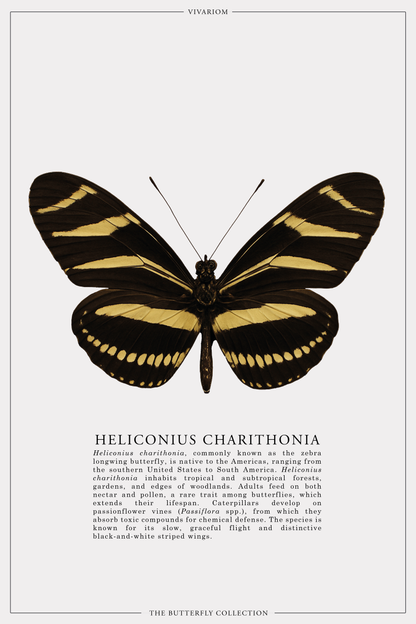 HELICONIUS CHARITONIA