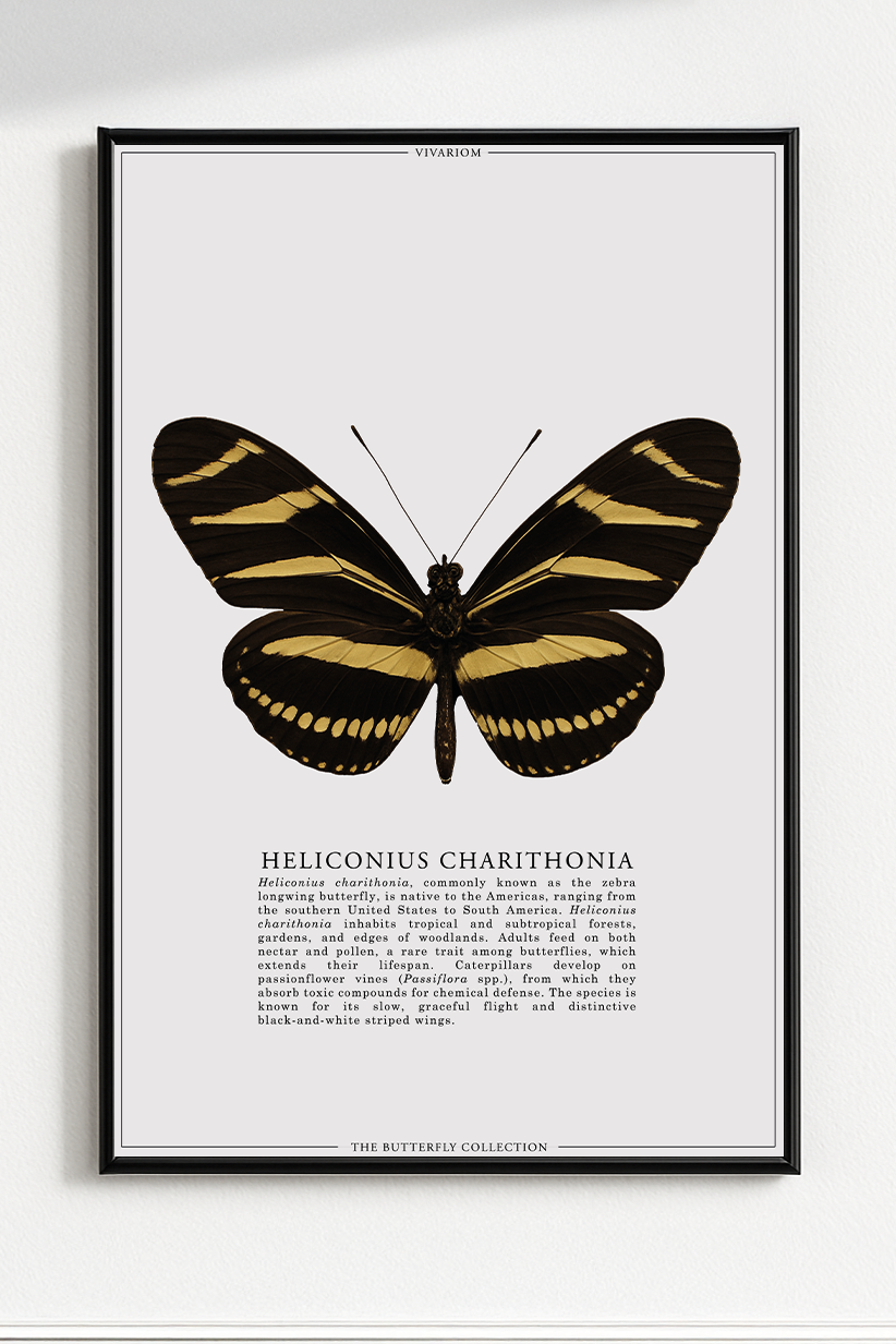 HELICONIUS CHARITONIA