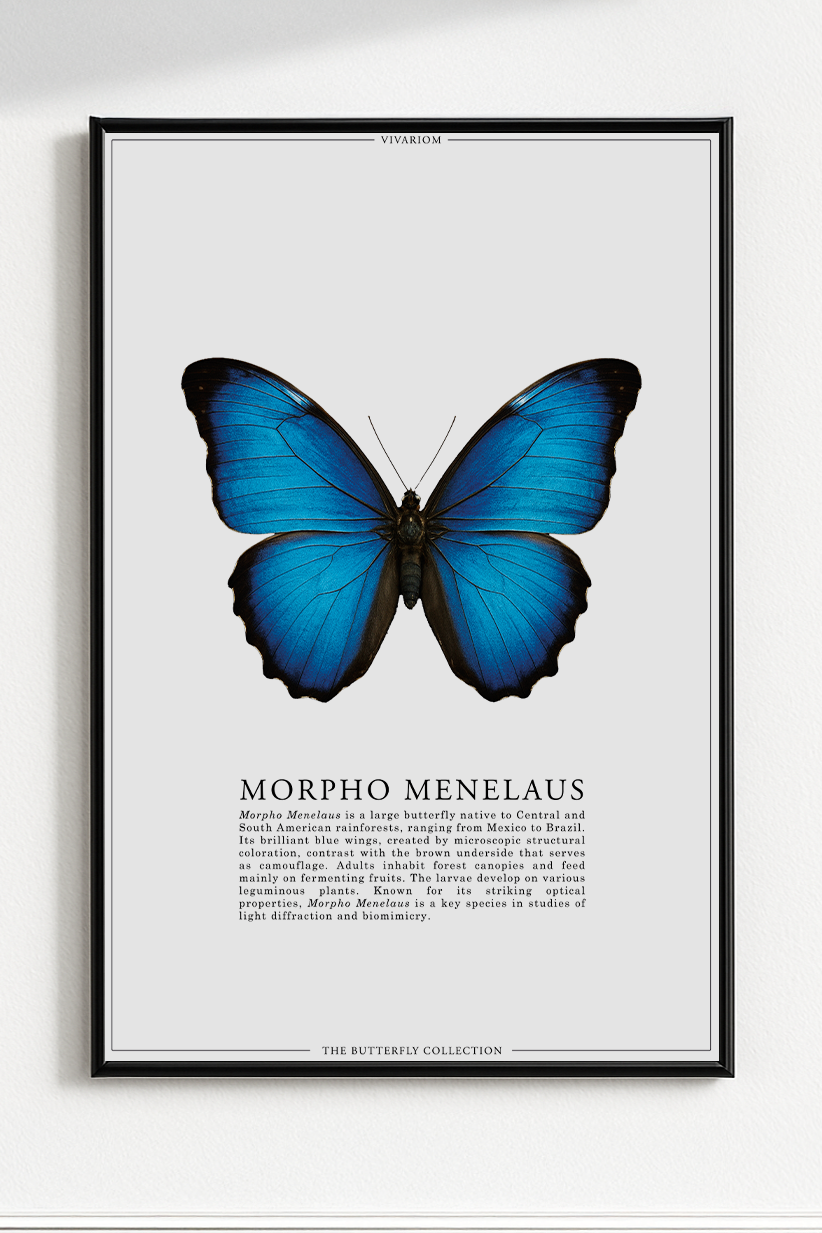 MORPHO MENELAUS