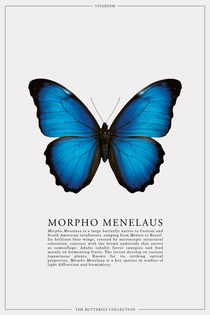 MORPHO MENELAUS