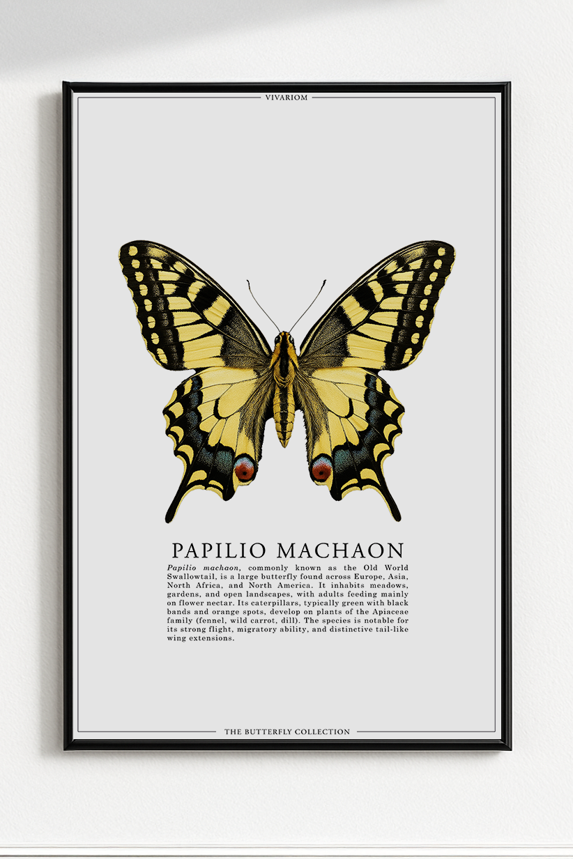 PAPILIO MACHAON
