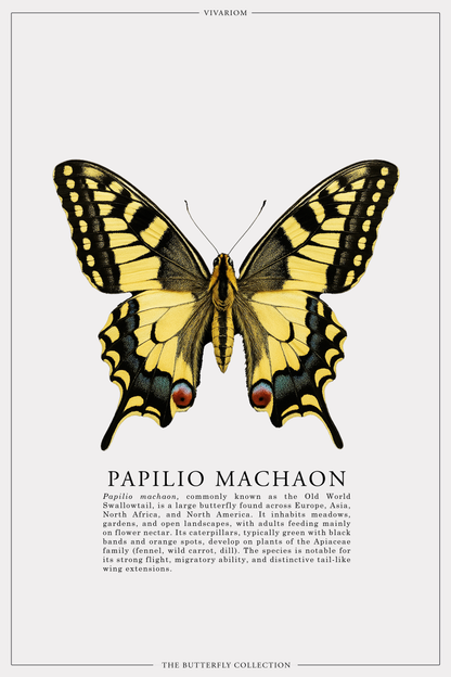 PAPILIO MACHAON