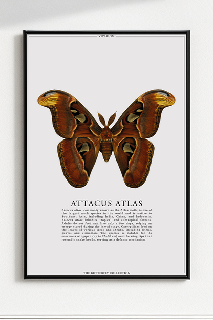 ATTACUS ATLAS